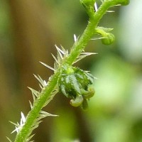 Tragia involucrata L.